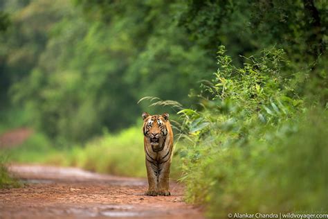 Tigers of India