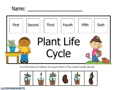 Plant Life Cycle Interactive Worksheet Shapes Worksheet Kindergarten ...