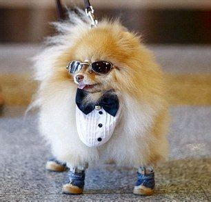 Pomeranian Puppy Wearing Clothes