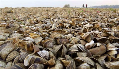 Zebra Mussel Dreissena Polymorpha A Small Freshwater Mussel