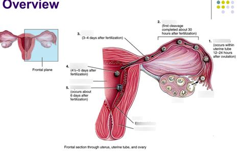 Fertilization to Implantation Diagram | Quizlet