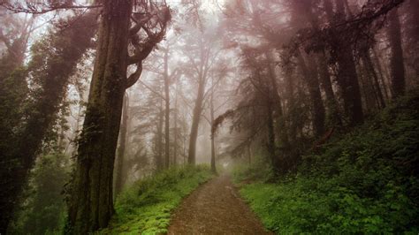 Path in the foggy forest HD desktop wallpaper : Widescreen : High ...