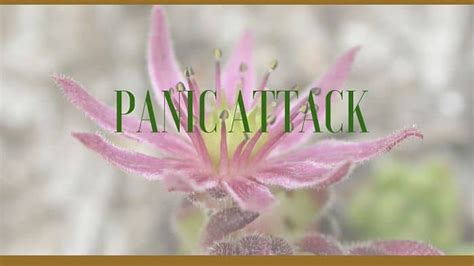 Herbs for Panic Attacks, Panic Disorder and Anxiety Treatment