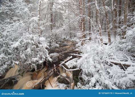 Blackwater State Park Trail with Snow and Ice Stock Photo - Image of ...