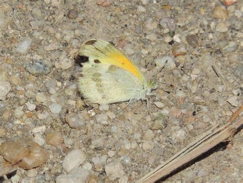 Dainty Sulphur Project Noah