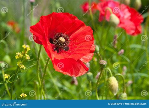 Single poppy on the field stock image. Image of floral - 25650093