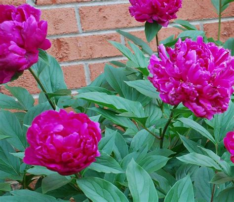 Buisson De Pivoines Devant La Maison Puzzle En Ligne