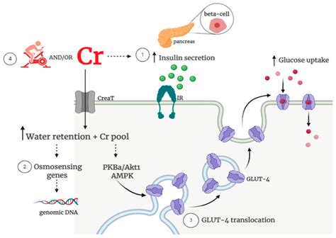 Nutrients Free Full Text Potential Of Creatine In Glucose