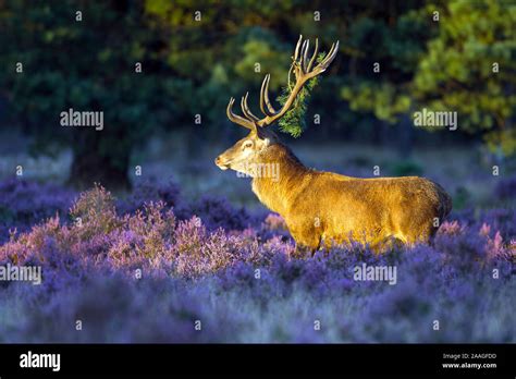 Hirsch Im Nationalpark Hi Res Stock Photography And Images Alamy