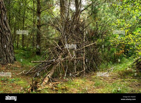 A Temporary Shelter Made With Tree Branches These Branches Would Have