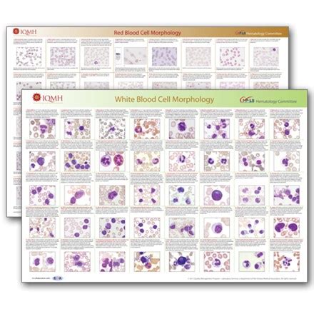 Red Blood Cell Morphology Chart