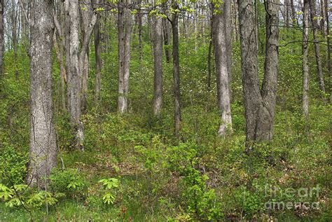 Indiana Spring Woods Photograph by Gary Richards - Fine Art America