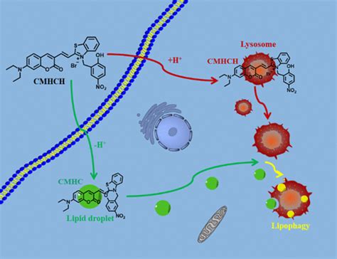 A Ph Sensitive Spirocyclization Strategy For Constructing A Single