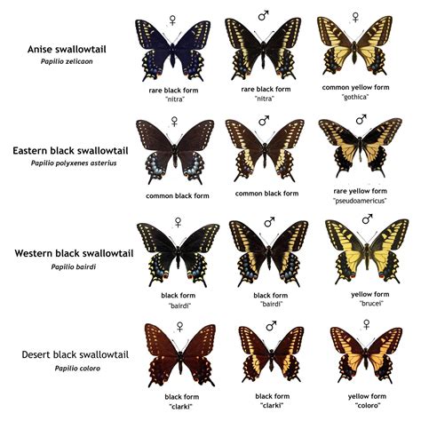 Swallowtails Album On Imgur