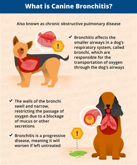 Bronchitis in Dogs: Causes, Signs, & Treatments | Canna-Pet