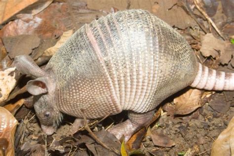 What Do Armadillos Eat Interesting Diet And Eating Habits