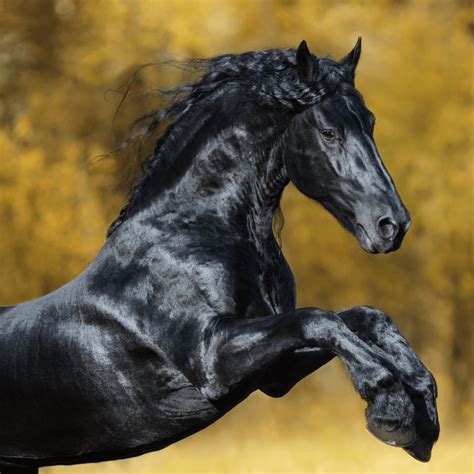 Top Friesian Horse Breeds In 2025 | Close To Nature