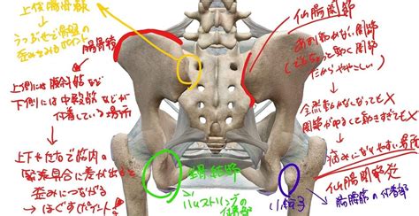 骨盤の解剖学｜ゆうマッサージ教えるひと