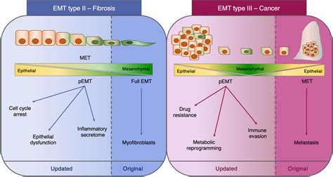 Frontiers Epithelial To Mesenchymal Transition In Fibrosis Concepts