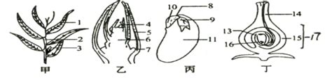 下图甲乙丙丁分别表示某一植物的一段枝叶芽的纵切种子结构子房的纵剖面示意图据图分析回答1甲图中的1是由乙图中的 发育来