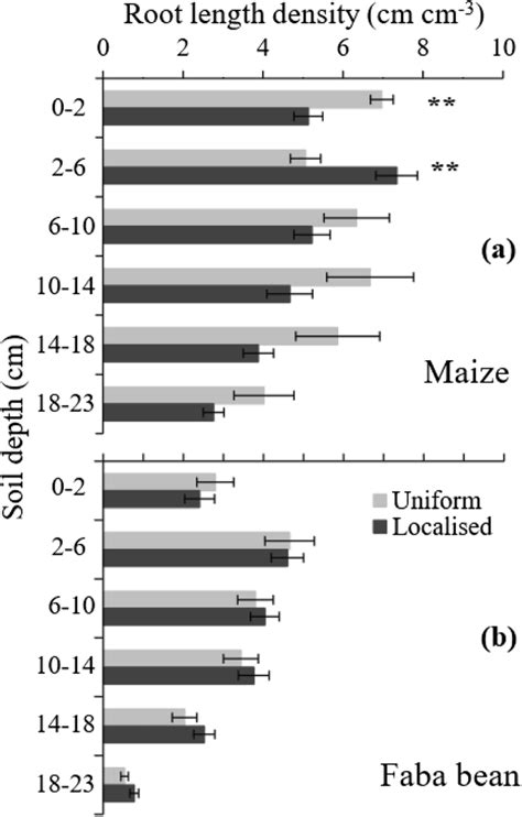 Effect Of P Supply Pattern Uniform Or Localised P Supply On Root