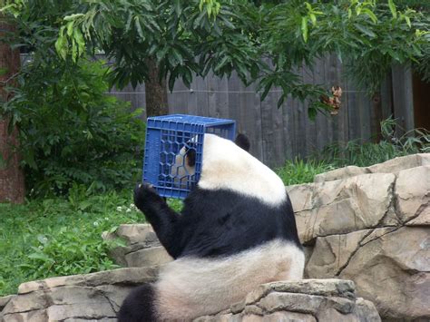 Family fun: The giant panda exhibit at the National Zoo | Things to See ...