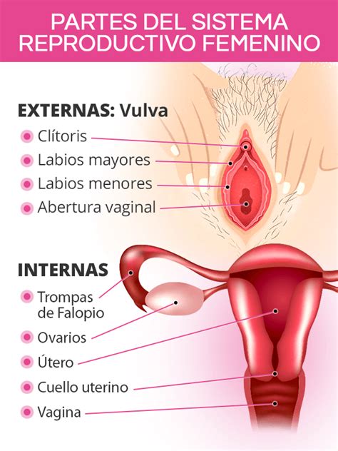 Aparato Reproductor Femenino Interno