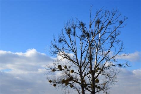 Naked Broadleaf Tree With European Mistletoe Parasitic Plant Latin