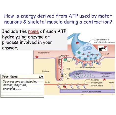 Anatomy And Physiology Archive March 17 2018 Chegg