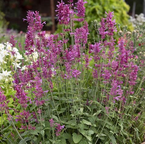 Agastache Heather Queen Native Gardeners