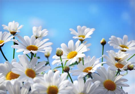 Blue Daisy Wallpapers - Wallpaper Cave