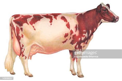 Dairy Cow Drawing Stockfotos En Beelden Getty Images