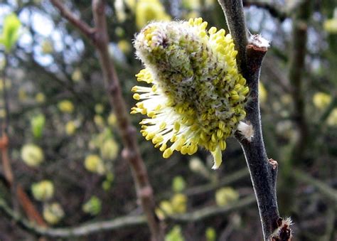 Free Images Tree Nature Branch Leaf Flower Wildlife Bush