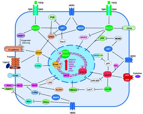 Crosstalk Between HER2 And BC Stemness Signaling Pathways Active