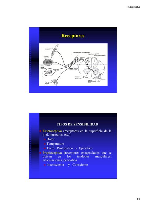 NEURO Anatomia PDF