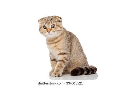 Scottish Fold Cat Stock Photo 334065521 | Shutterstock