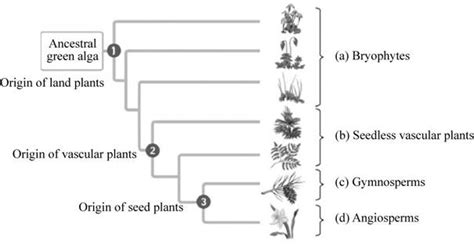 Vascular Plants Diagram