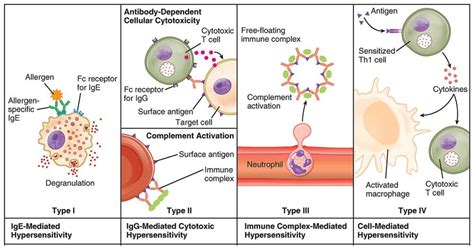 Different Types Of Hypersensitivity Reactions