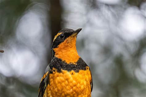 Varied Thrush Our Yard 12 16 2023 While Preparing To Go To Belfair