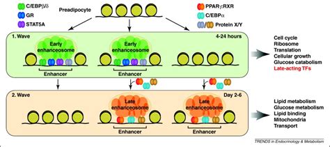 Transcriptional Networks And Chromatin Remodeling Controlling