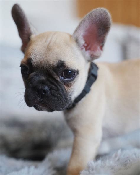 Hey Im An 8 Week Old Frechie Called Oscar Frenchbulldog