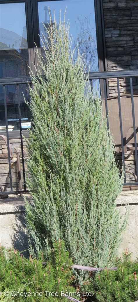 Juniper Skyrocket Cheyenne Tree Farm Trees Shrubs Perennials