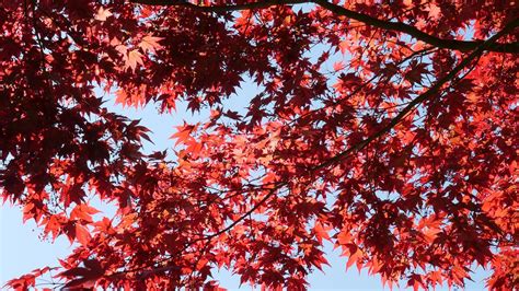 Red Maple Leaves - Free photo on Pixabay