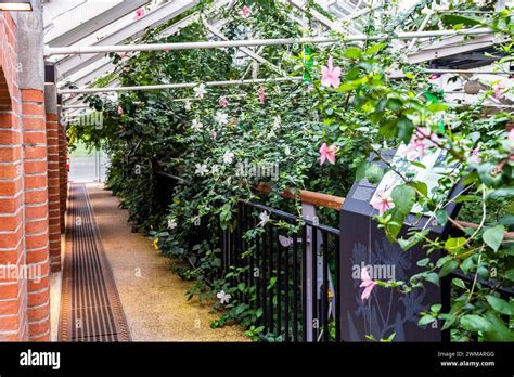 Interior Of Tropical Ravine Glasshouse Designed In 19th Century With