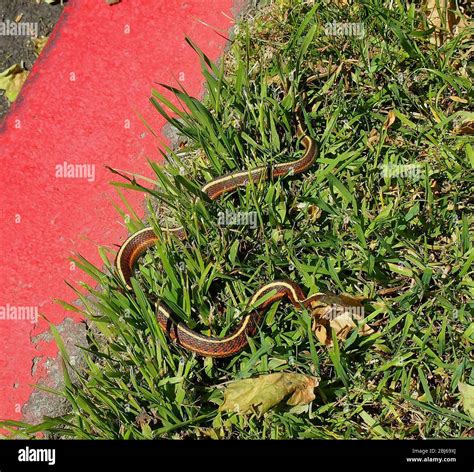 California garter snake hi-res stock photography and images - Alamy