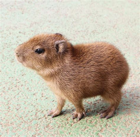 Capybara Love: Share the Cuteness with These Adorable Pics | 可愛すぎる動物 ...