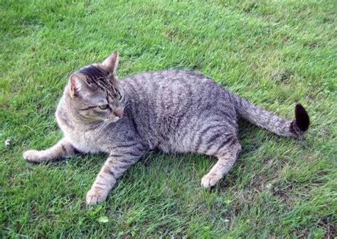 Conheça agora tudo sobre o Gato de Pelo Curto Brasileiro