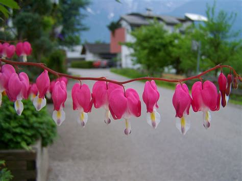 bunga hati merah muda taman foto gratis  pixabay pixabay