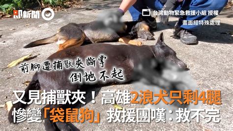 又見捕獸夾！高雄2浪犬剩4腿「袋鼠狗」讓救援嘆：救不完｜流浪狗｜浪浪｜動物救援｜虐待動物 Youtube