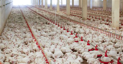 Broiler Chicken Farming - Chicken Farming